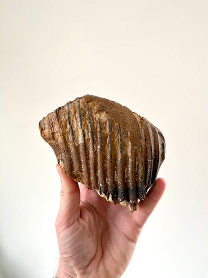 Mammoth Primigenius Molar