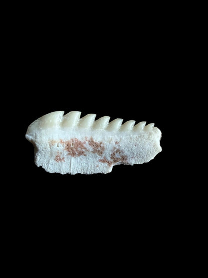 Rare Hexanchus microdon Fossil Shark Tooth