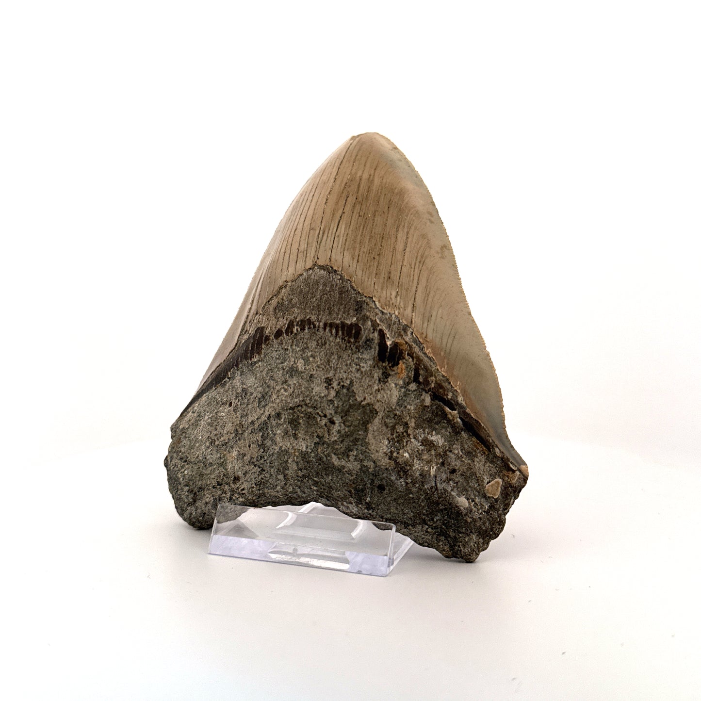 Megalodon tooth fossil (4.39") - Miocene, USA