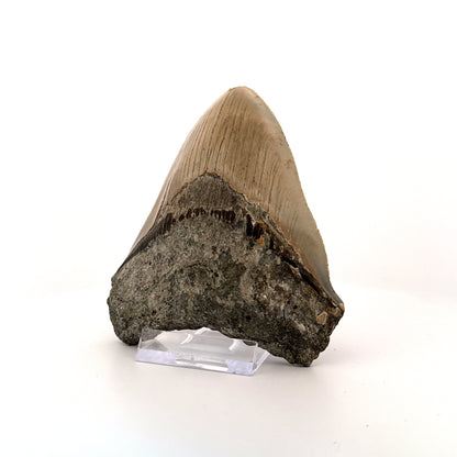 Megalodon tooth fossil (4.39") - Miocene, USA