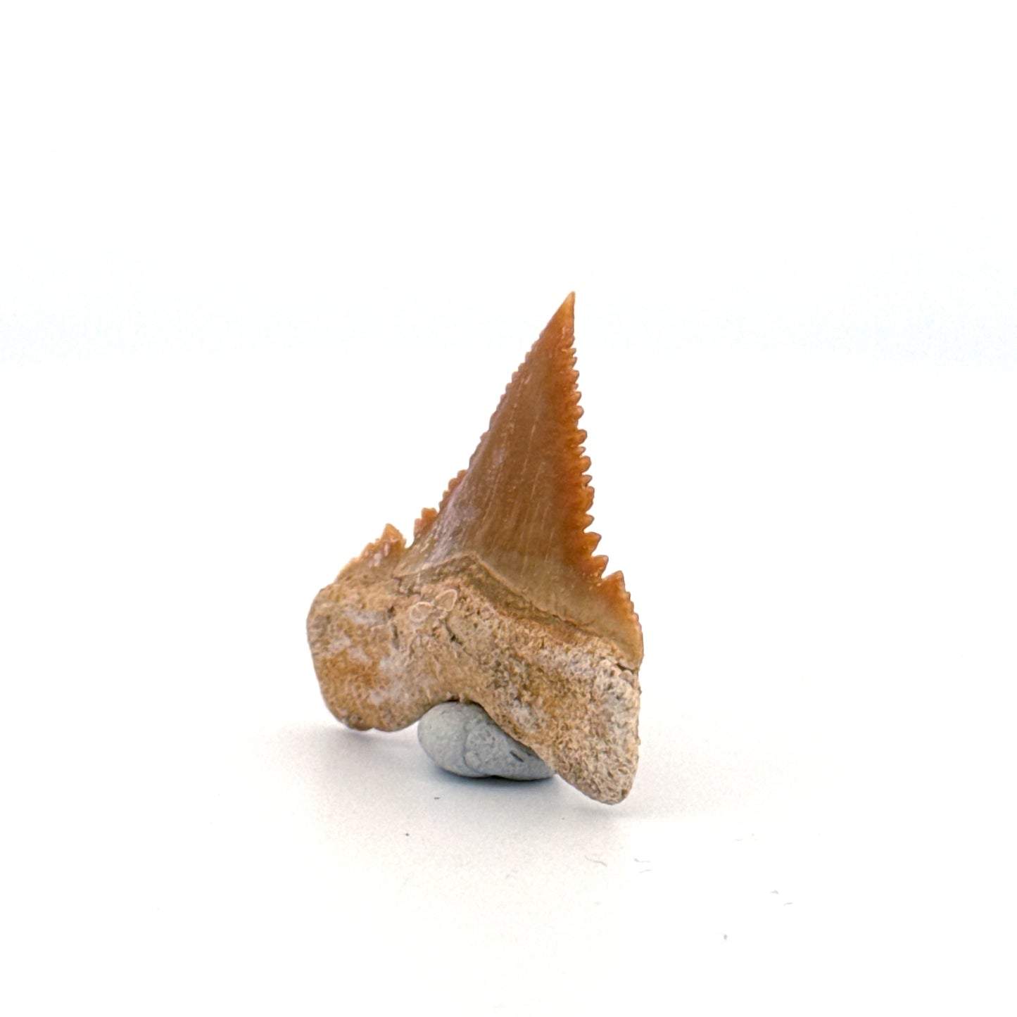 Palaeocarcharodon orientalis Tooth (1.10") from Morocco