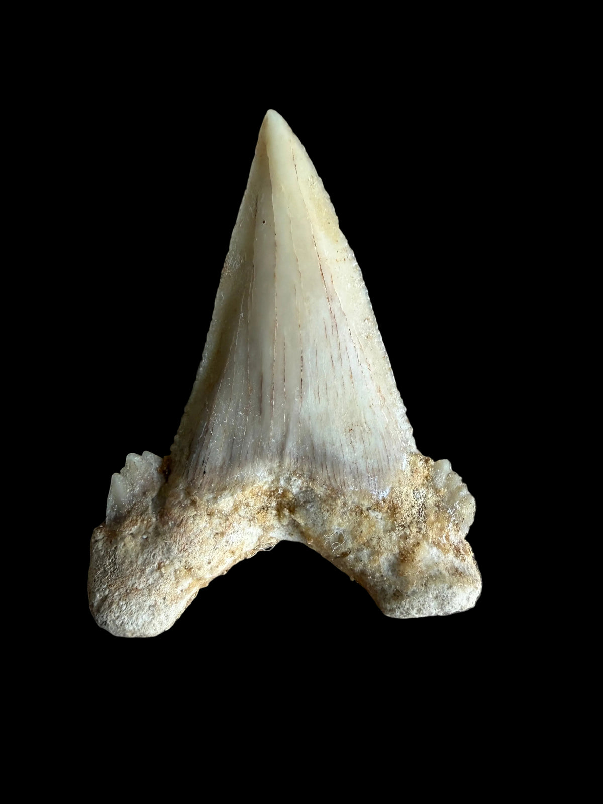 Palaeocarcharodon orientalis Fossil Tooth from Morocco | 1.66"