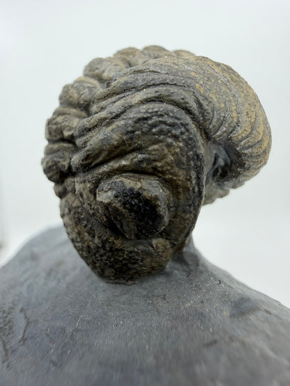 Devonian Phacopid Trilobite from Morocco | 2"