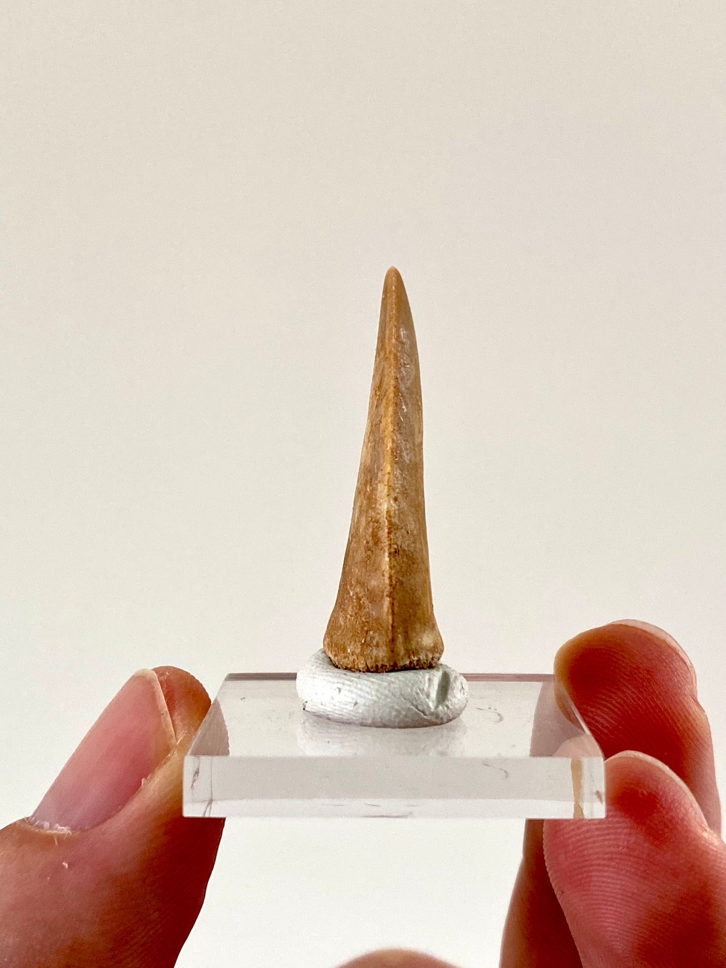 Enchodus Libycus fossil tooth