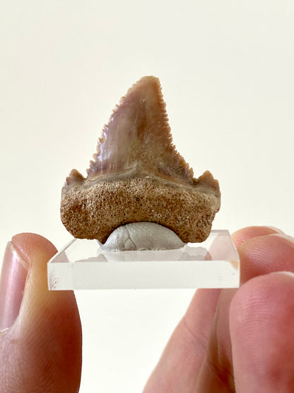 Paleocarcharodon Orientalis shark tooth