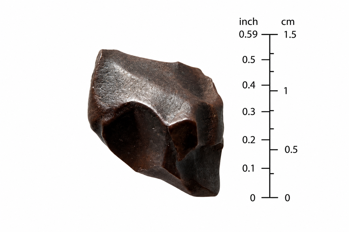 Triceratops Fossiel Tand Fragment uit Hell Creek Formatie | 0,59 inch
