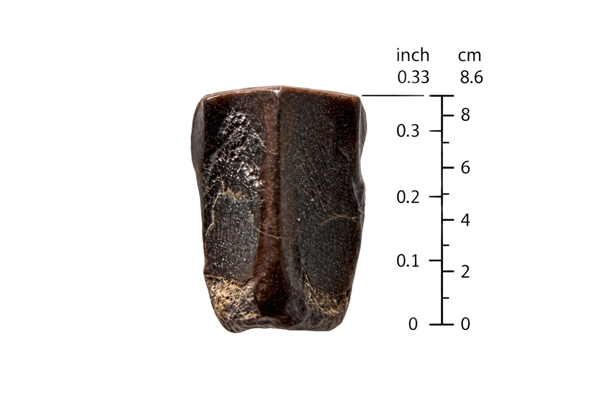 Edmontosaurus Tooth Fragment from Hell Creek Formation | 0.33"