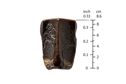 Edmontosaurus Tooth Fragment from Hell Creek Formation | 0.33"