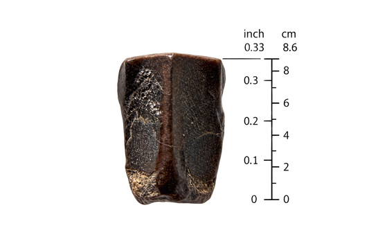 Edmontosaurus Tandfragment uit Hell Creek Formatie | 0,33 inch