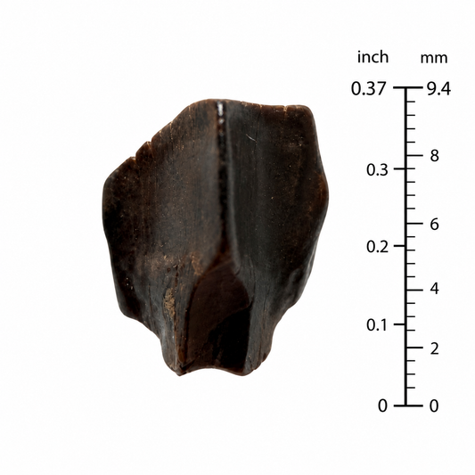 Edmontosaurus Tandfragment uit Hell Creek Formatie | 0,37 inch