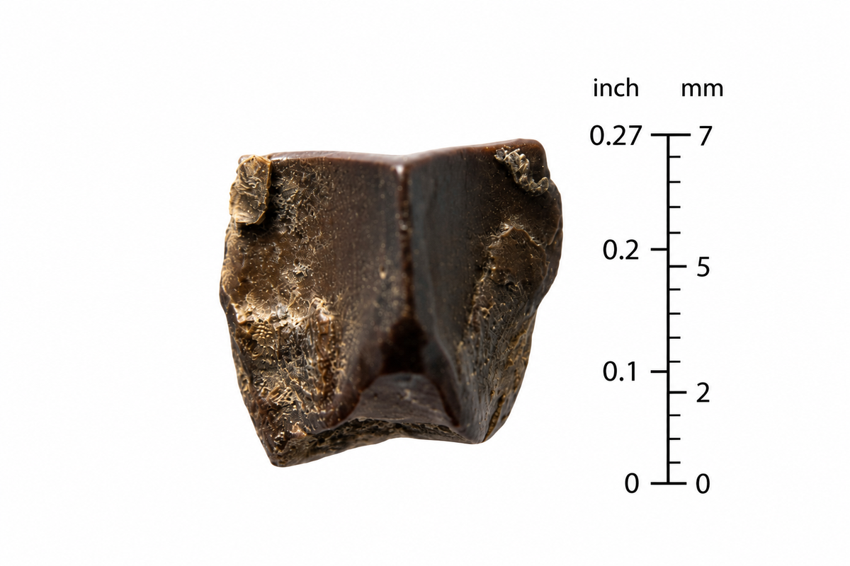 Edmontosaurus Tandfragment uit Hell Creek Formatie | 0,27 inch