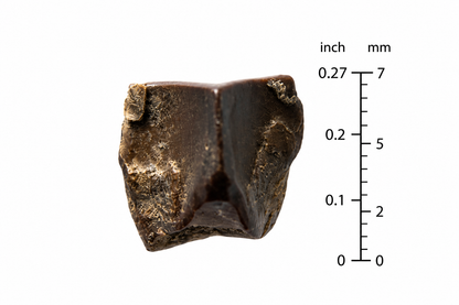 Edmontosaurus Tandfragment uit Hell Creek Formatie | 0,27 inch