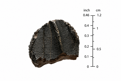Triceratops Fossiel Kroon Fragment uit Hell Creek Formatie | 0,46 inch