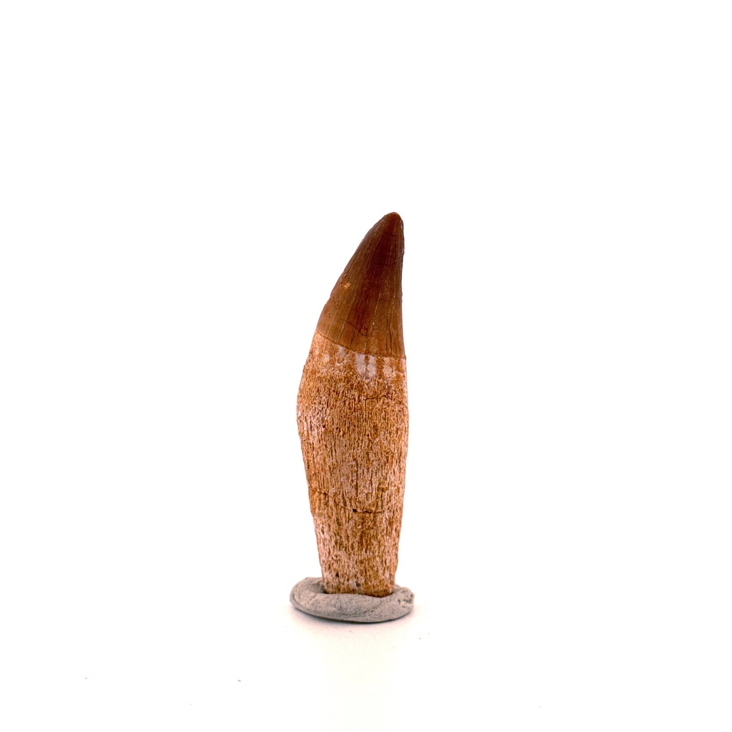 Rooted Mosasaur tooth from Late Cretaceous, Morocco (2.16")