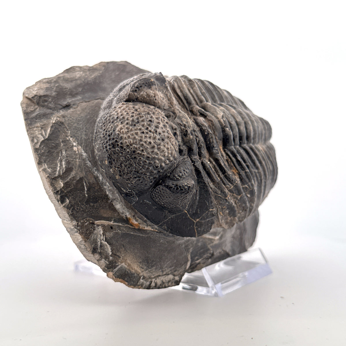 Drotops megalomanicus trilobiet fossiel uit Marokko | 10,06 cm
