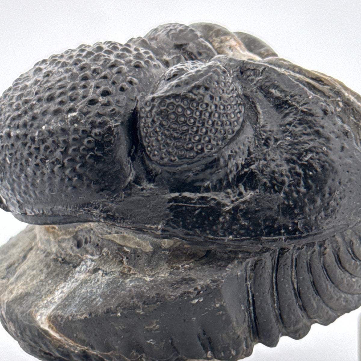 Opgedrukte Drotops megalomanicus trilobiet fossiel uit Marokko | 11,7 cm