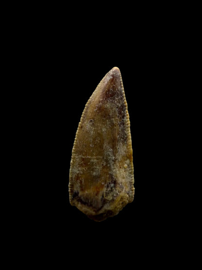 Kryptops palaios Fossiele Dinosaurus Tand uit Krijt, Niger (0,77 inch)