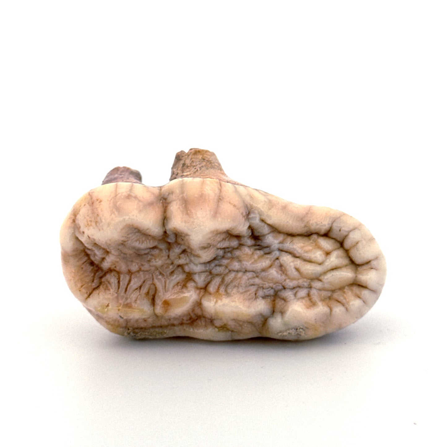 Cave Bear (Ursus spelaeus) molar from pleistocene, Rumania (1.80")