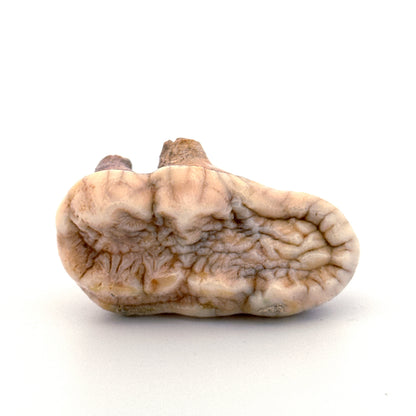 Cave Bear (Ursus spelaeus) molar from pleistocene, Rumania (1.80")