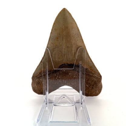 Megalodon tooth fossil (5.61") - Miocene, USA