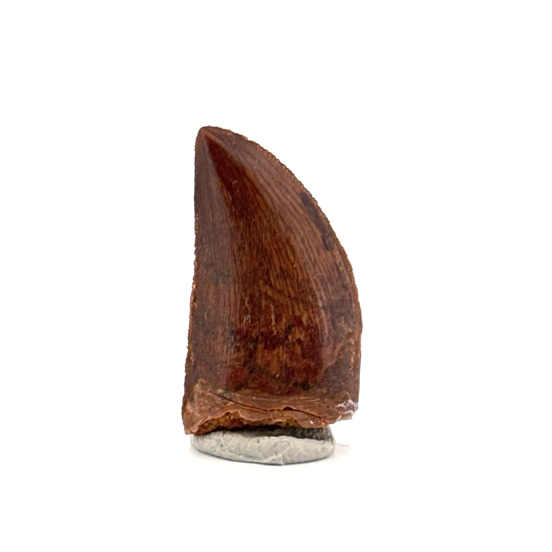 Carcharodontosaurus fossiele tand, Krijt dinosaurus tand uit Kem Kem Beds, Marokko (1,20 inch)