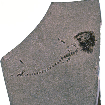 Permian temnospondyl Amphibian Fossil from Germany | 1.73"