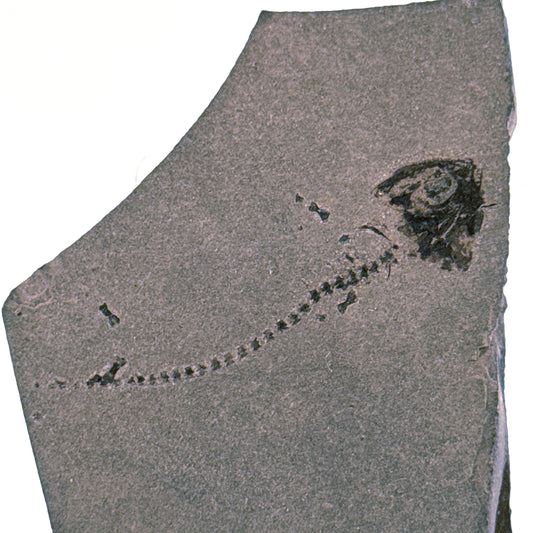 Permian temnospondyl Amphibian Fossil from Germany | 1.73"