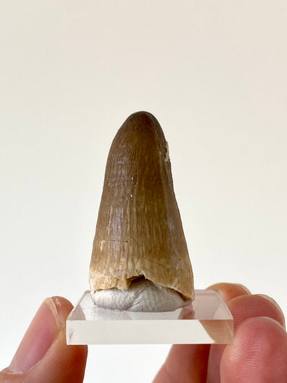 Moroccosuchus zennaroi Fossil tooth