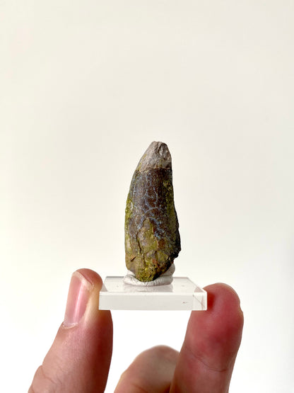 Eocarchia Dinops fossil dinosaur tooth (4.3cm)