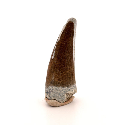 Suchomimus tenerensis Dinosaur Tooth (1.98") - Cretaceous Spinosaurid from Niger