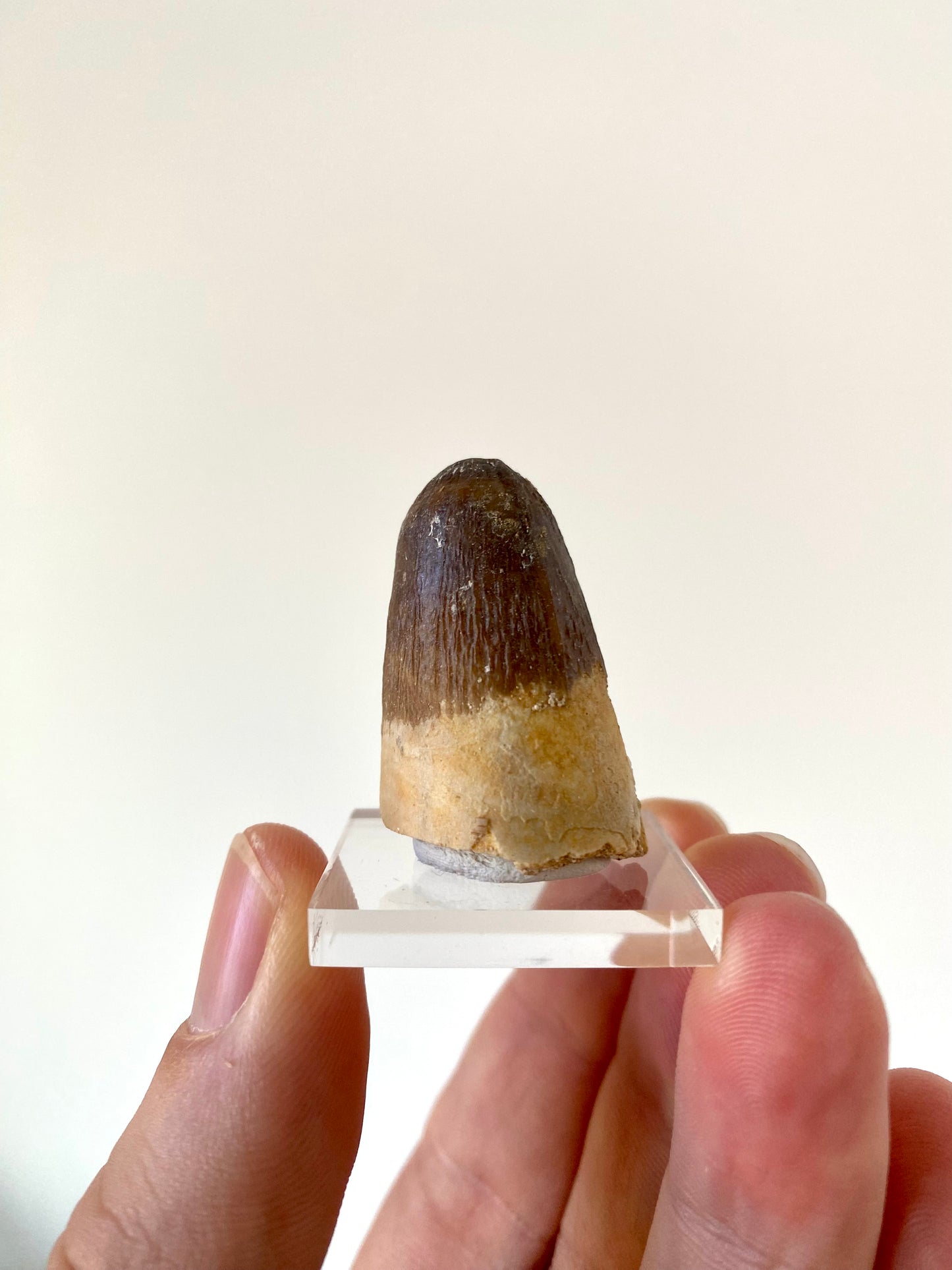 Moroccosuchus zennaroi Fossil tooth