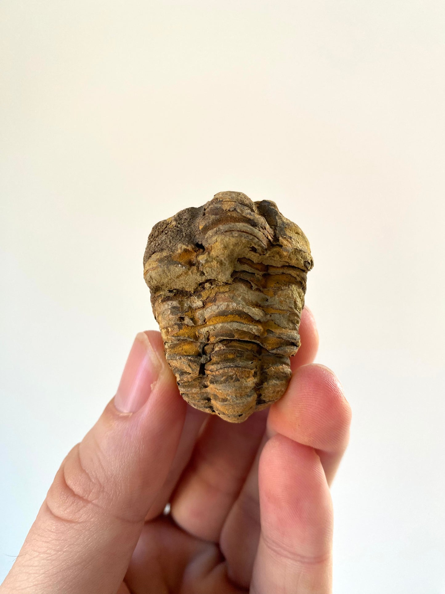 Calymene Trilobite fossil