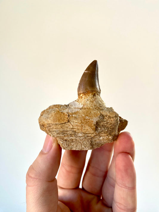 Mosasaurus fossil tooth with jaw fragment