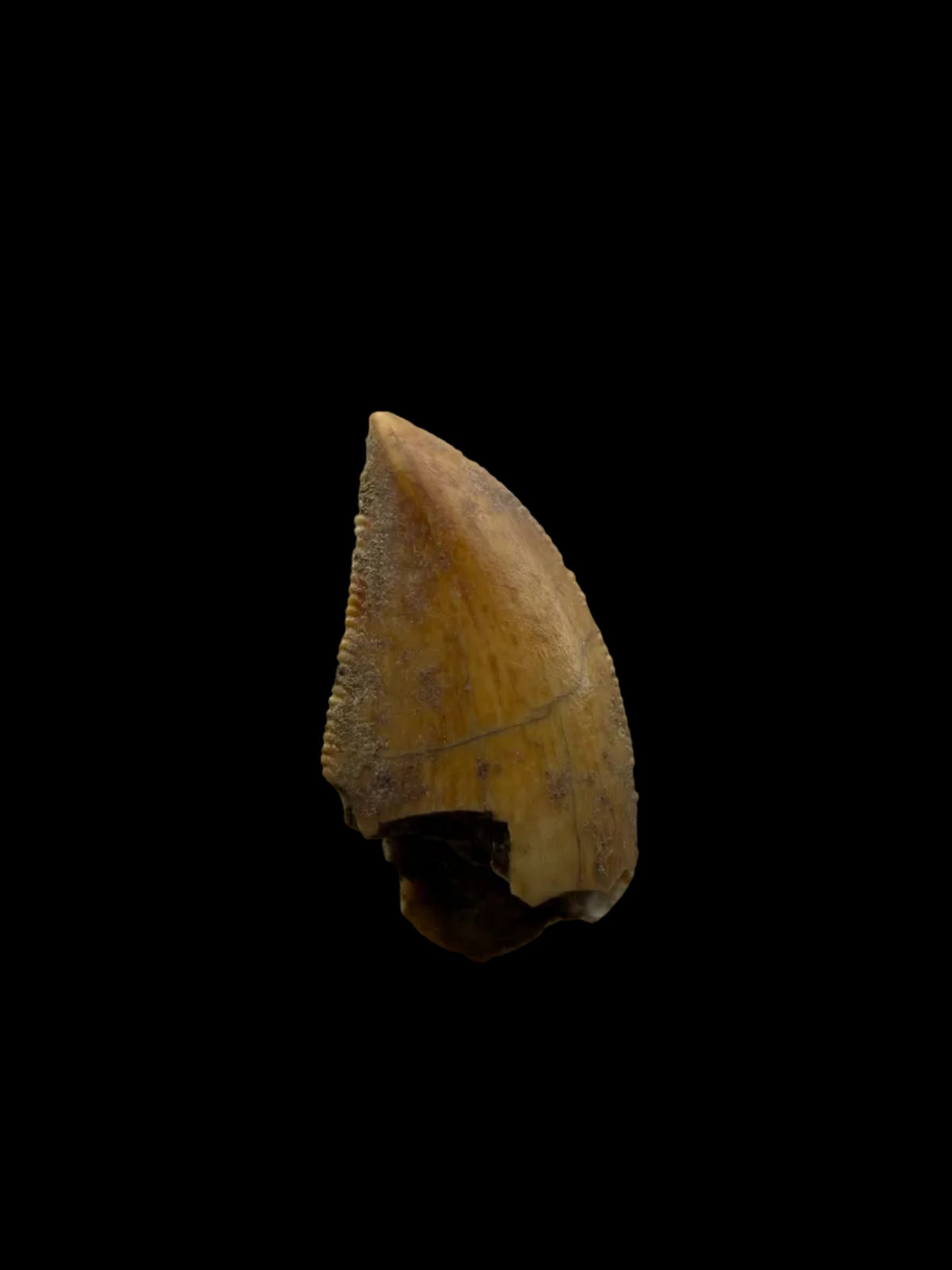 Majungasaurus Dinosaurus Tand uit het Laat-Krijt, Madagaskar (0.82")