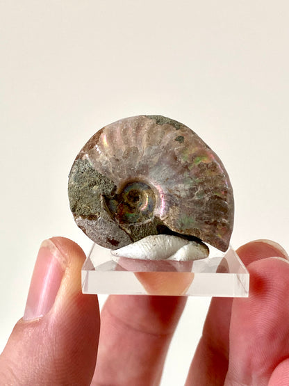 Iridescent Ammonite fossil from Madagascar