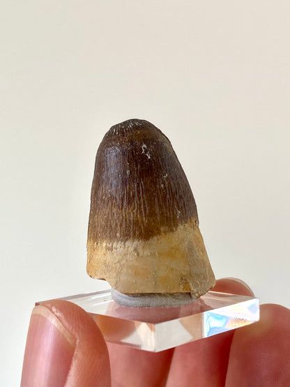 Moroccosuchus zennaroi Fossil tooth