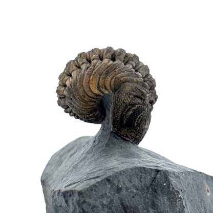 Devonian Phacopid Trilobite from Morocco | 2"