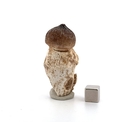 Globidens phosphaticus tooth with natural root from Cretaceous, Morocco (2.09")