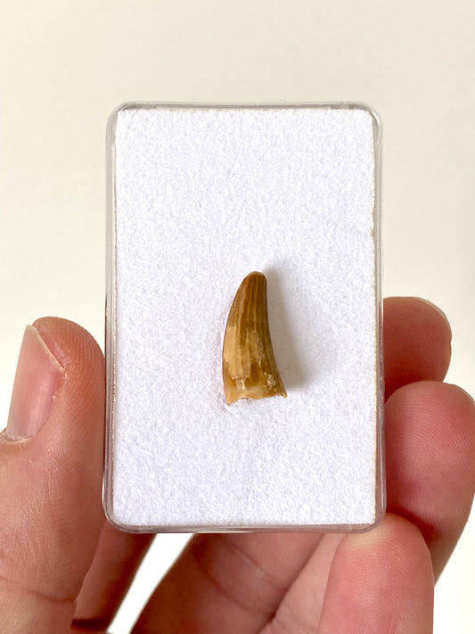 Crocodile species fossil tooth from Morocco