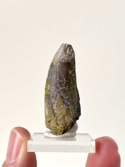 Eocarchia Dinops fossil dinosaur tooth (4.3cm)