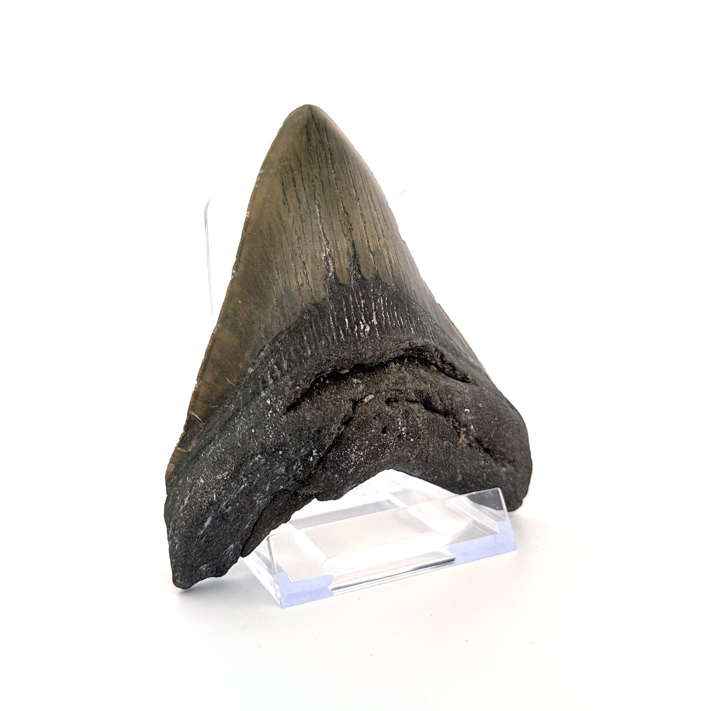 Megalodon tooth fossil (4.63") - Miocene, USA