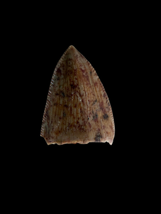 Redondasaurus, Phytosaur fossils tooth  from Late Triassic, USA | 0.52"