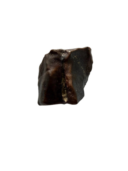 Triceratops Fossiel Tand Fragment uit Hell Creek Formatie | 0,59 inch