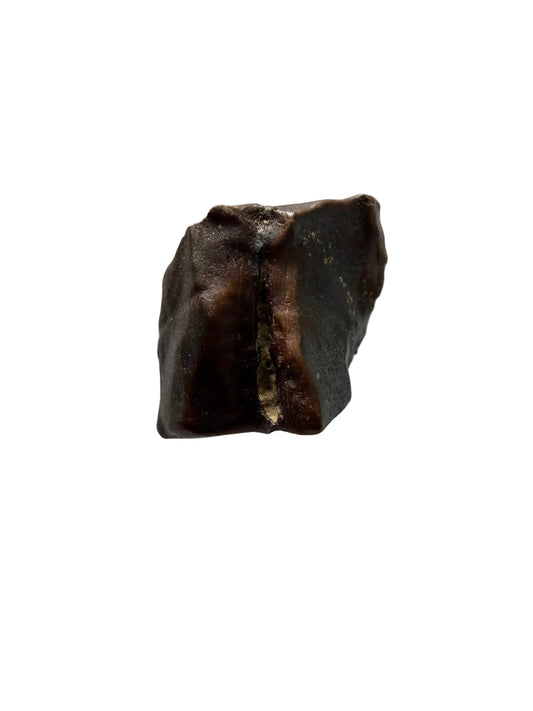 Triceratops Fossiel Tand Fragment uit Hell Creek Formatie | 0,59 inch