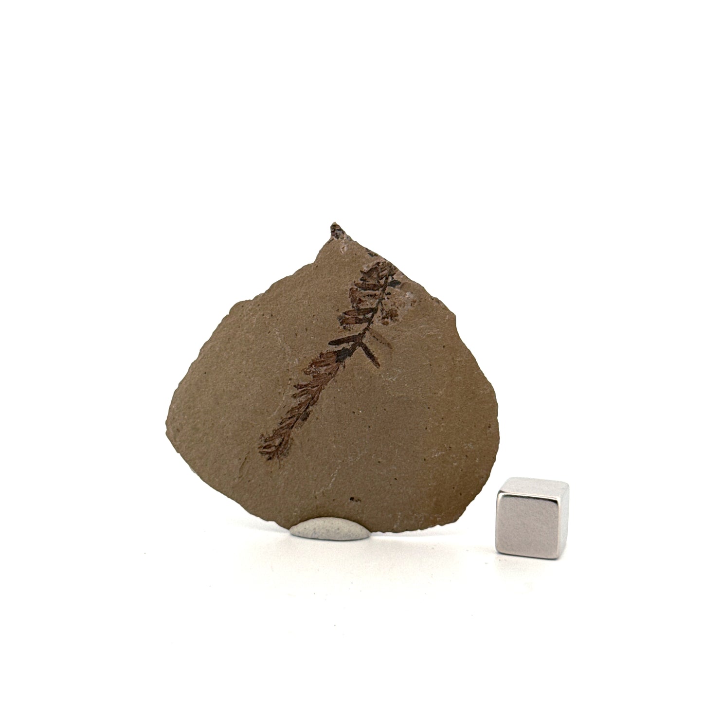 Metasequoia sp. Dawn Redwood leaf fossil (1.39") from Eocene, Canada