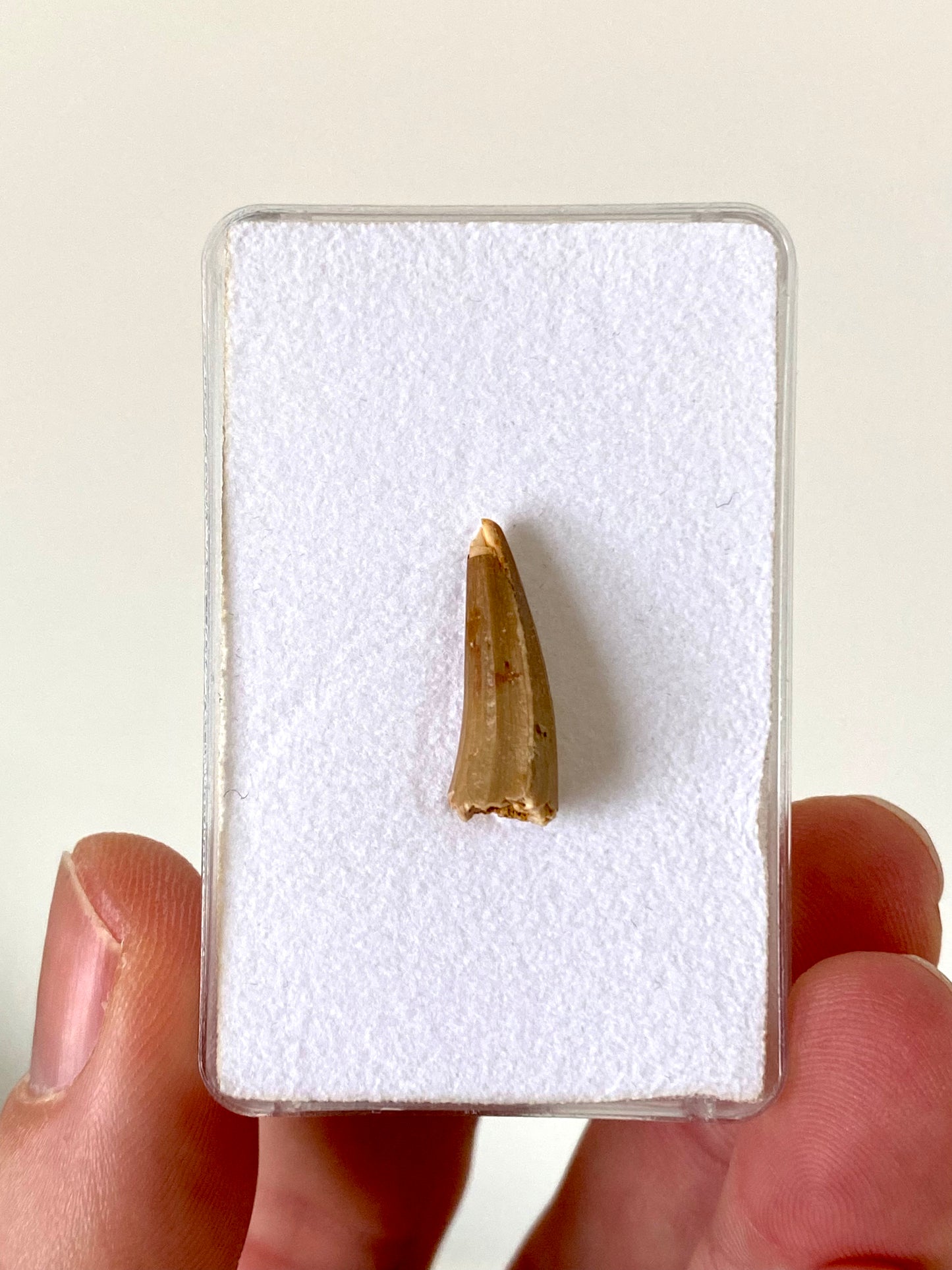 Crocodile species fossil tooth from Morocco