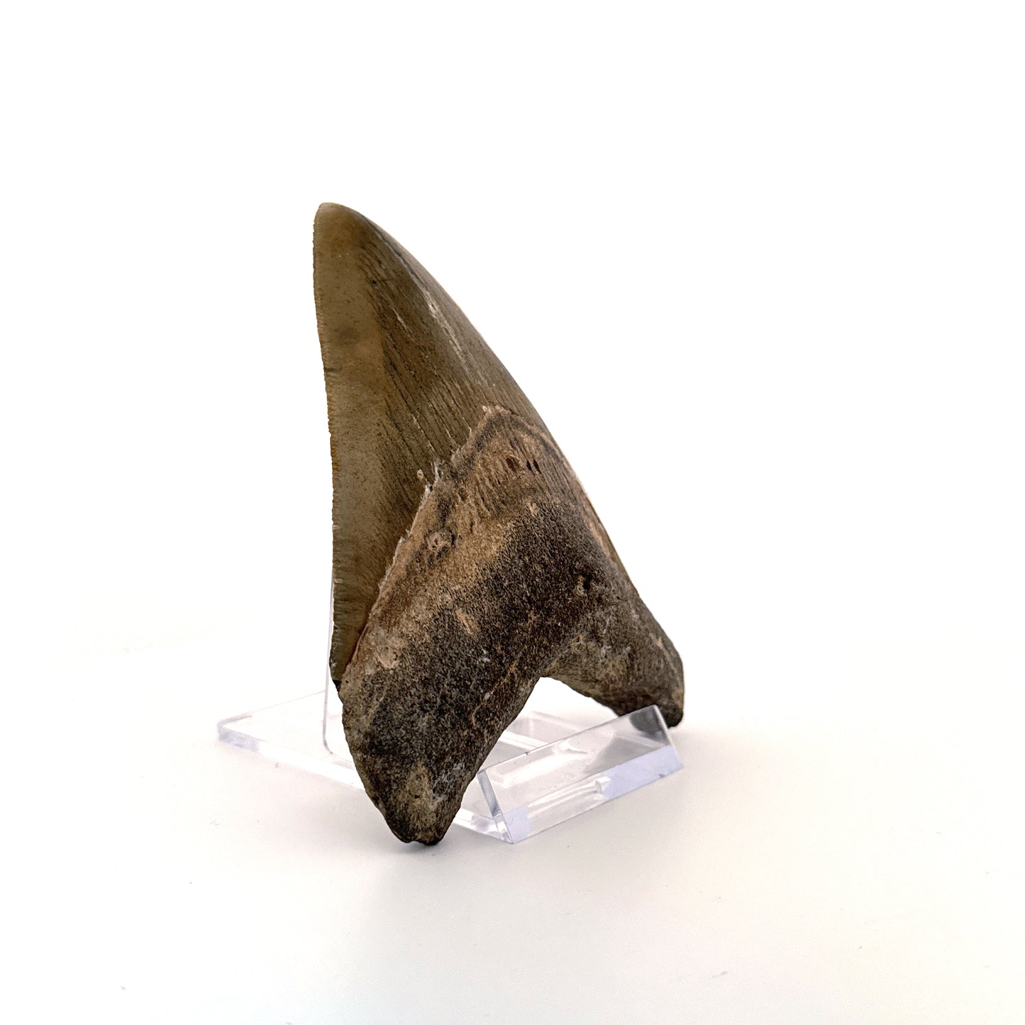 Megalodon tooth fossil (4.10") - Miocene, USA