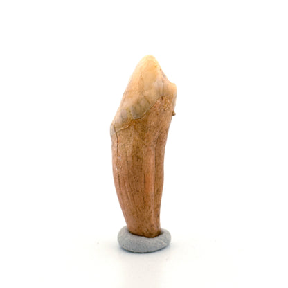 Cave Bear (Ursus spelaeus) incisor tooth from pleistocene, Rumania (1.74")