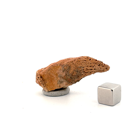 Cave Bear Claw (Ursus spelaeus), Distal phalanx Fossil (1.84") from Pleistocene, Romania