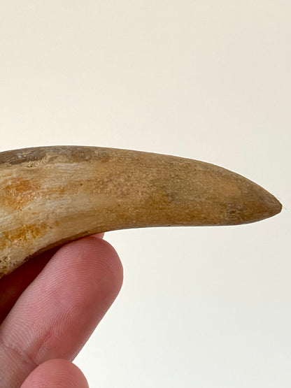 Basilosaurus tooth